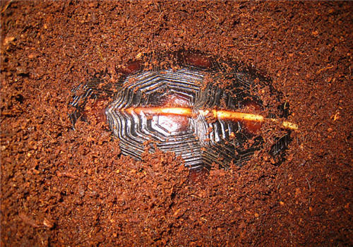 椰泥和苔藓在养龟中的作用 椰泥和苔藓在养龟中的作用