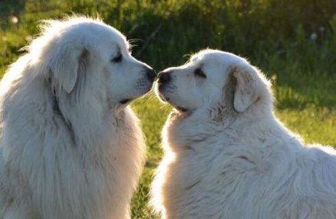 居然还有大白熊狗狗? 居然还有大白熊狗狗?