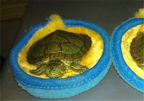 巴西龟的越冬养护 巴西龟的越冬养护