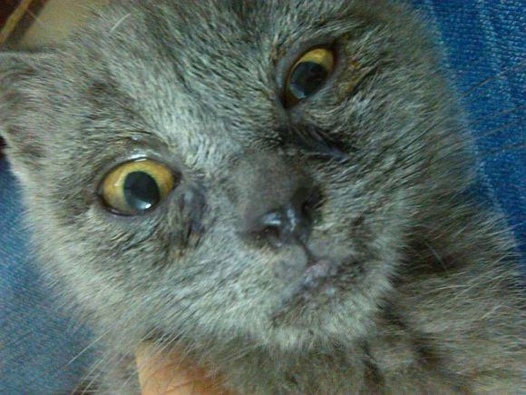 猫杯状病毒的诊断与治疗