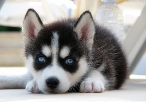 哈士奇幼犬的训练方法 哈士奇幼犬的训练方法