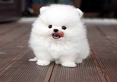 博美犬不能吃什么食物？