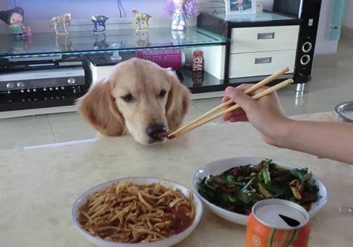 狗狗拒食训练的方法都有哪些？