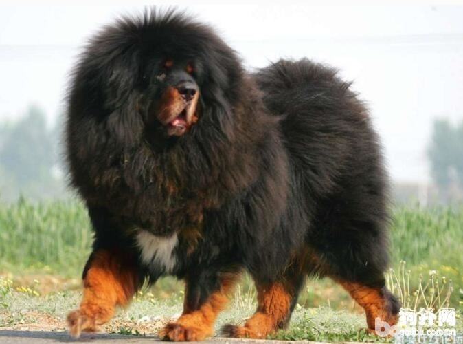 藏獒好养吗?藏獒怎么饲养? 藏獒好养吗?藏獒怎么饲养?