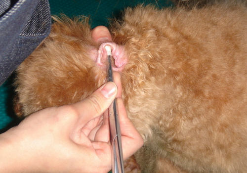 【美容攻略】怎样帮小型犬清理耳道 【美容攻略】怎样帮小型犬清理耳道