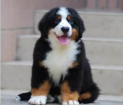 伯恩山犬好养吗？伯恩山犬怎么养？