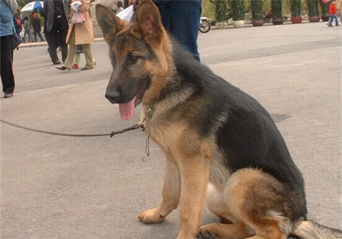 德国牧羊犬的养护知识