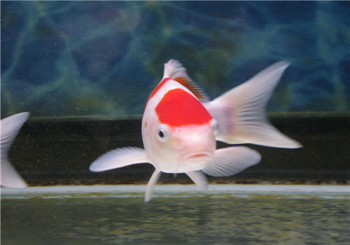 锦鲤和风水鱼的关系