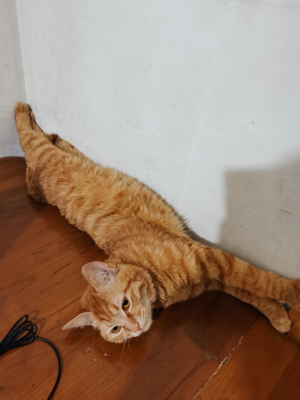 猫咪耳螨怎么治好得快？亲测有效！