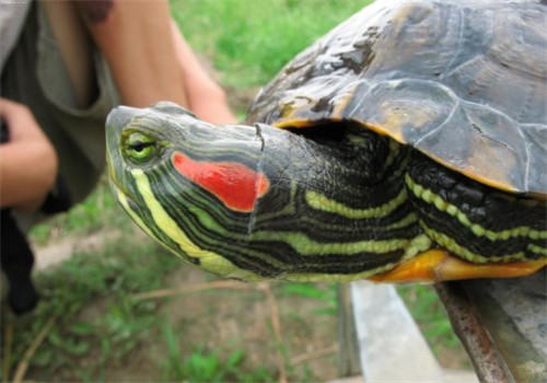 声音对龟龟的影响分析 声音对龟龟的影响分析