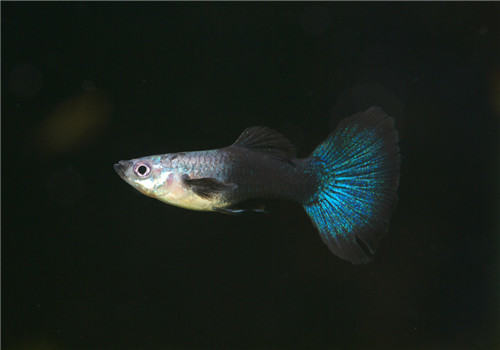 孔雀鱼名字的历史及由来