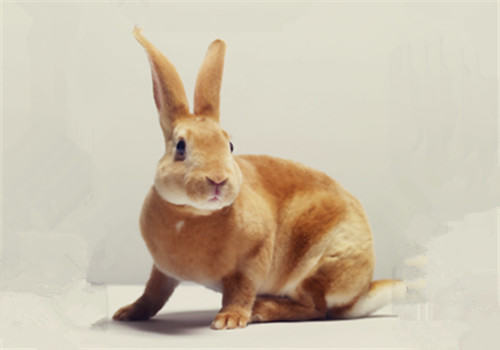 太行山兔的品种简介