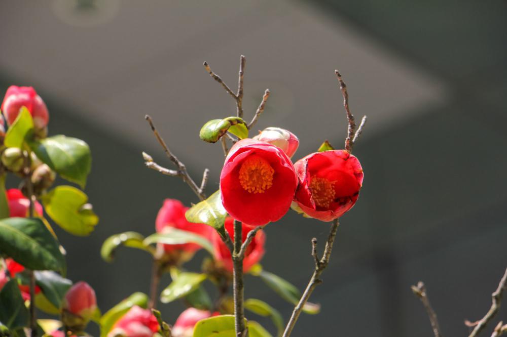 入秋这样养茶花，朵朵压满枝，开花红艳艳！