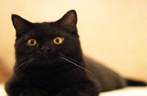 孟买猫多少钱一只？孟买猫价格