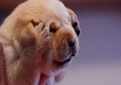 养狗的家庭需要注意的问题有哪些？