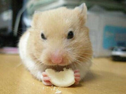 仓鼠需要吃的几种东西 仓鼠需要吃的几种东西