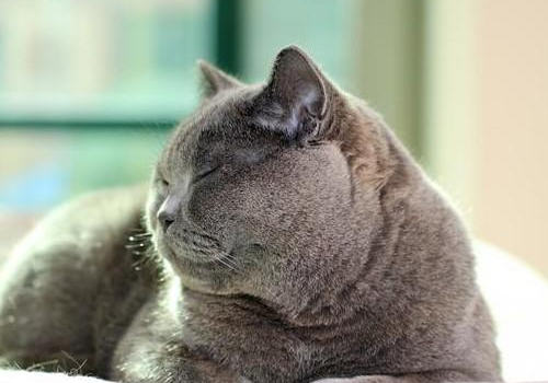 如何防治猫传染性贫血