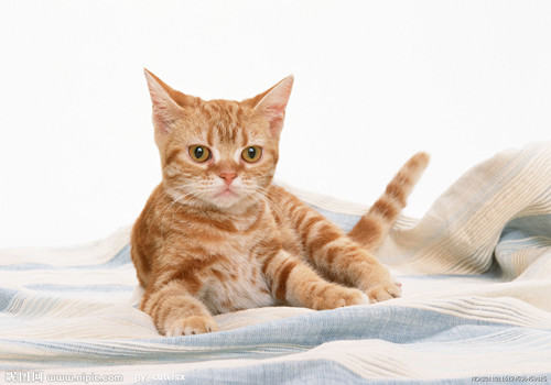 猫咪吐猫粮的原因和解决方法