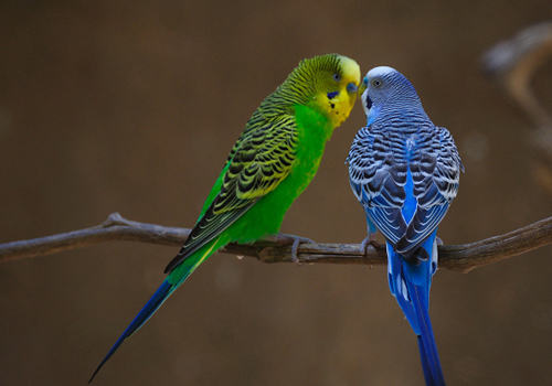 怎样预防鹦鹉挟蛋症 怎样预防鹦鹉挟蛋症