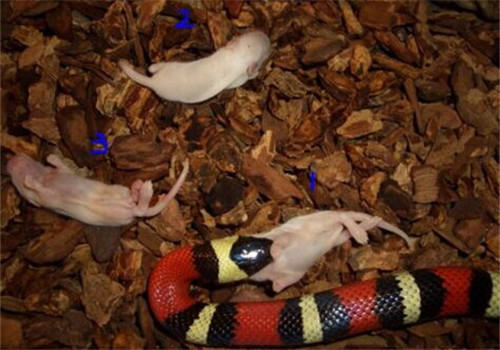 纳尔逊奶蛇的品种简介