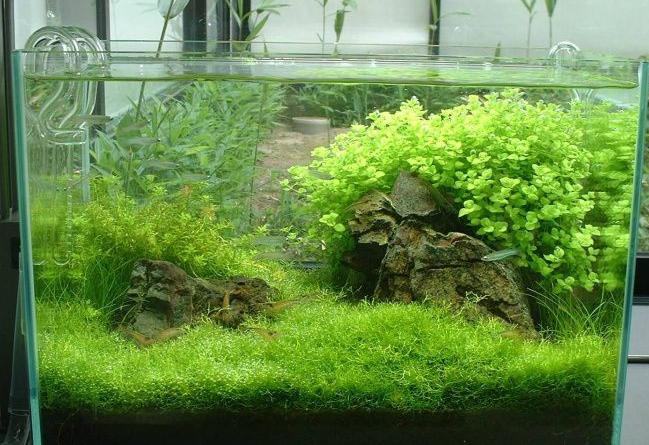 水族箱过滤设备应该具备三种功能