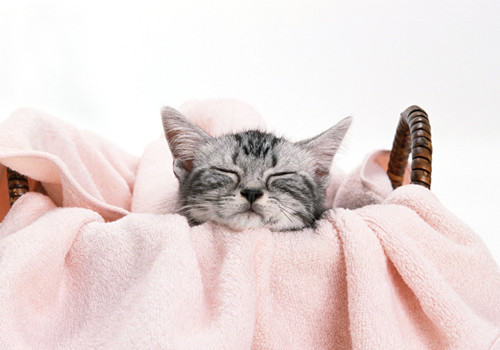 猫咪血统证书该如何办理