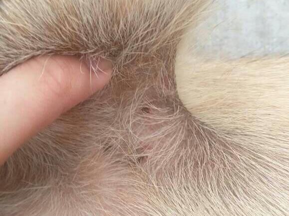 狗狗体外驱虫用贝卫多,真的靠谱吗? 狗狗体外驱虫用贝卫多,真的靠谱吗?