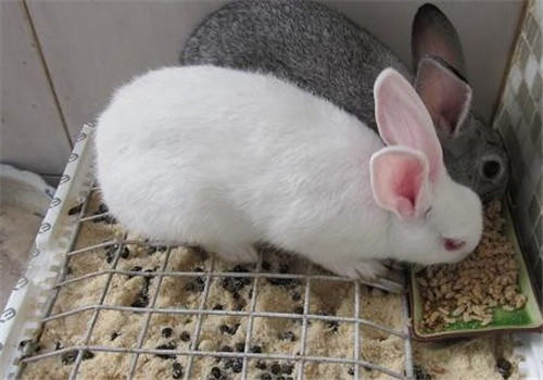 兔子垫料应选用什么材质的？