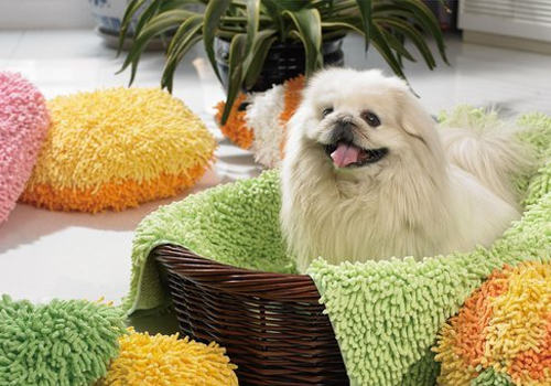 京巴犬的常见问题有哪些 京巴犬的常见问题有哪些