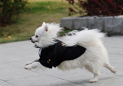 狗狗服药有哪些禁忌