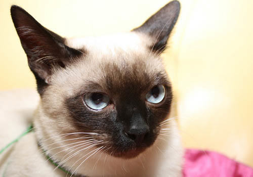 猫咪有多聪明之“利用”你