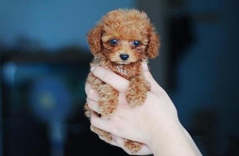 茶杯犬能长多大？茶杯犬长不大吗？
