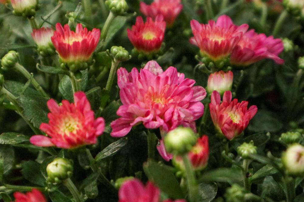 9月，这6种菊花最受欢迎，穷养狂开1000朵！