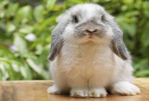 如何养宠物兔?宠物兔饲养须知 如何养宠物兔?宠物兔饲养须知