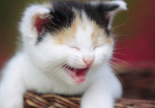 为什么要给猫咪做血液生化指标的检查