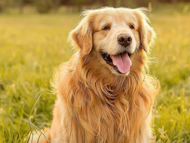 超全面的狗狗驱虫知识总结 养狗的家长快看过来 超全面的狗狗驱虫知识总结 养狗的家长快看过来