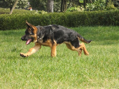 狗狗做绝育手术后会有哪些改变