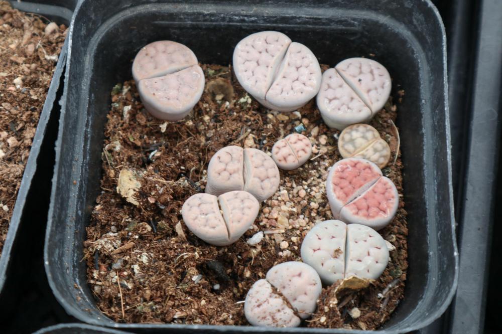 生石花繁殖方法