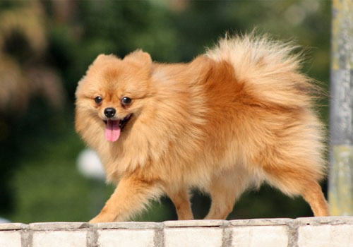 犬常见传染病之犬冠状病毒病
