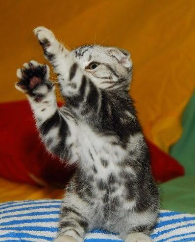 如何清除猫咪的牙结石 如何清除猫咪的牙结石