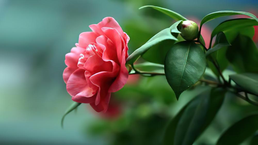 茶梅