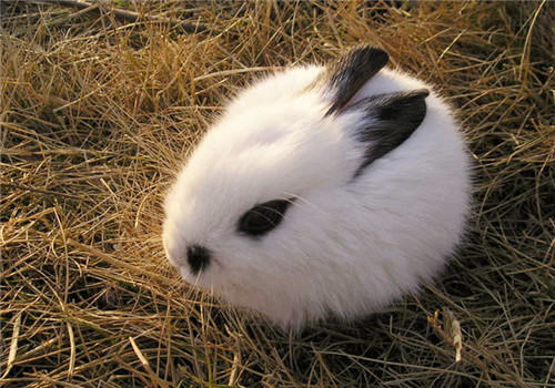 兔子厕所要如何布置