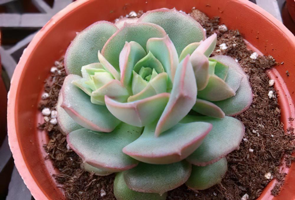 妮可莎娜（锦牡丹）Echeveria nicksana