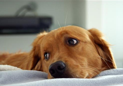 把狗狗送人会对狗狗有哪些影响