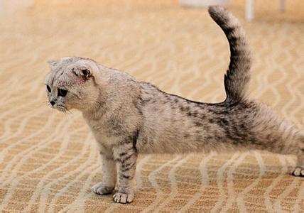 怎样预防苏格兰折耳猫皮肤病