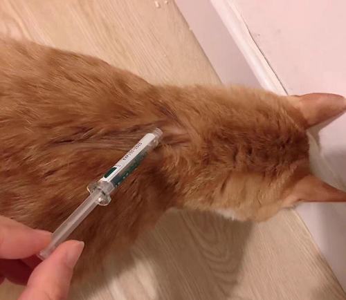 如何给猫咪驱虫?猫咪驱虫药选错就后悔吧! 如何给猫咪驱虫?猫咪驱虫药选错就后悔吧!