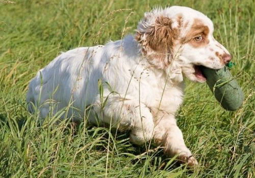 狗狗喂食有什么要注意的