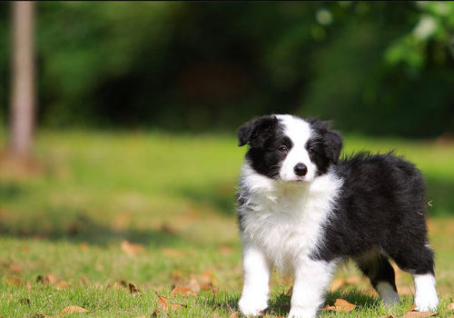 如何预防犬风湿症