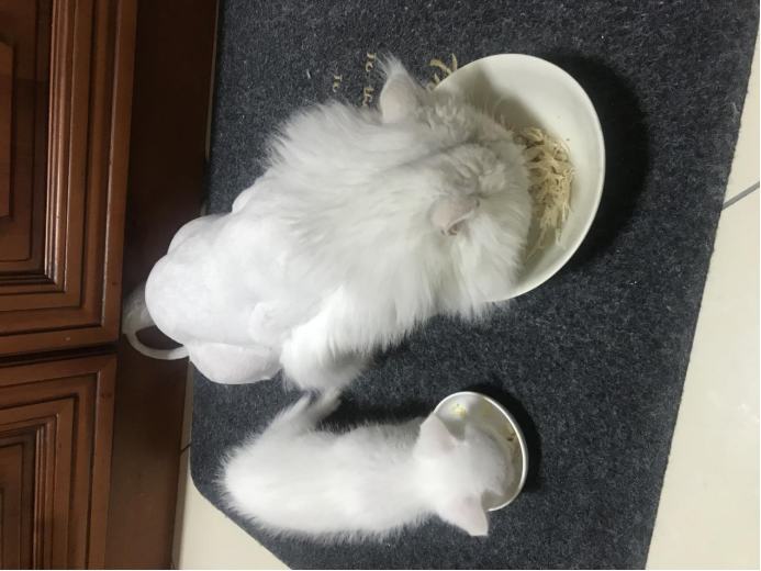 猫耳螨反复治不好?找对方法不用愁! 猫耳螨反复治不好?找对方法不用愁!