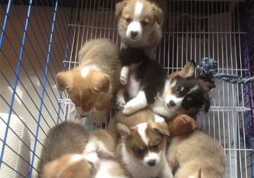 饲养幼犬需要注意哪些